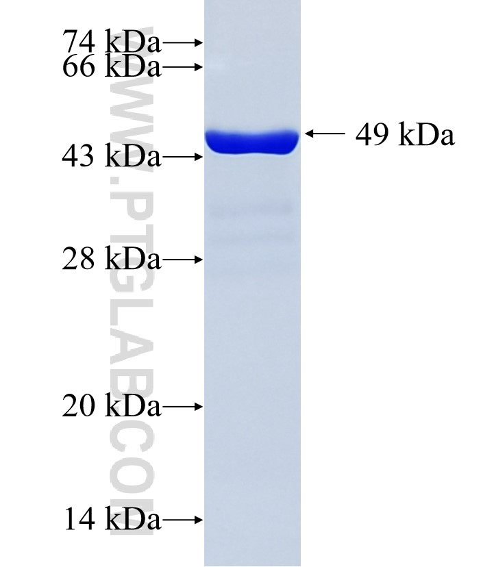 C12orf29 fusion protein Ag35681 SDS-PAGE