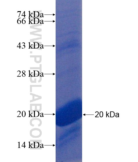 C12orf59 fusion protein Ag21806 SDS-PAGE