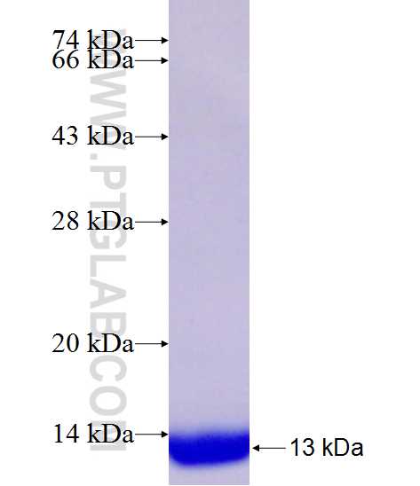 C12orf62 fusion protein Ag24030 SDS-PAGE