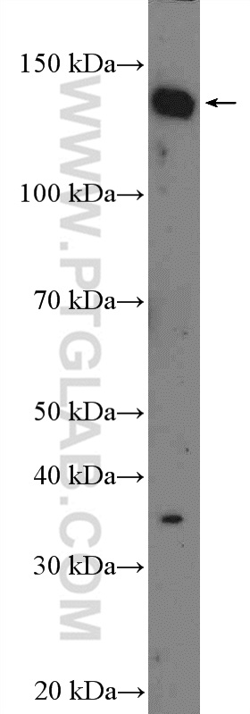 WB analysis of HEK-293 using 26264-1-AP