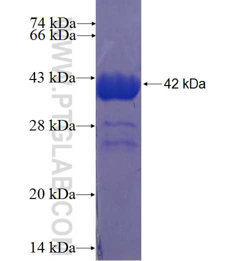 C14orf119 fusion protein Ag23388 SDS-PAGE