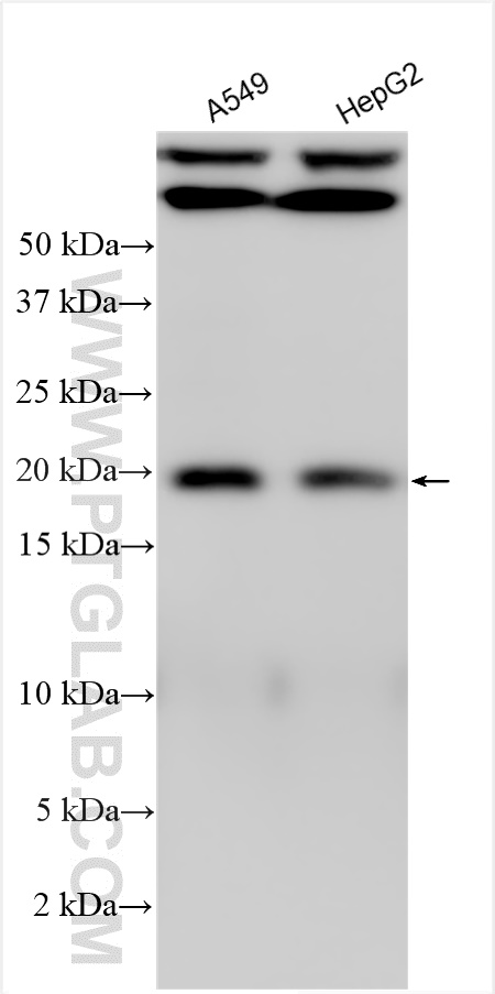 WB analysis using 23923-1-AP