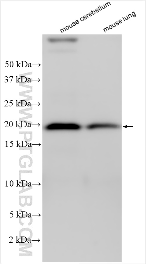 WB analysis using 23923-1-AP