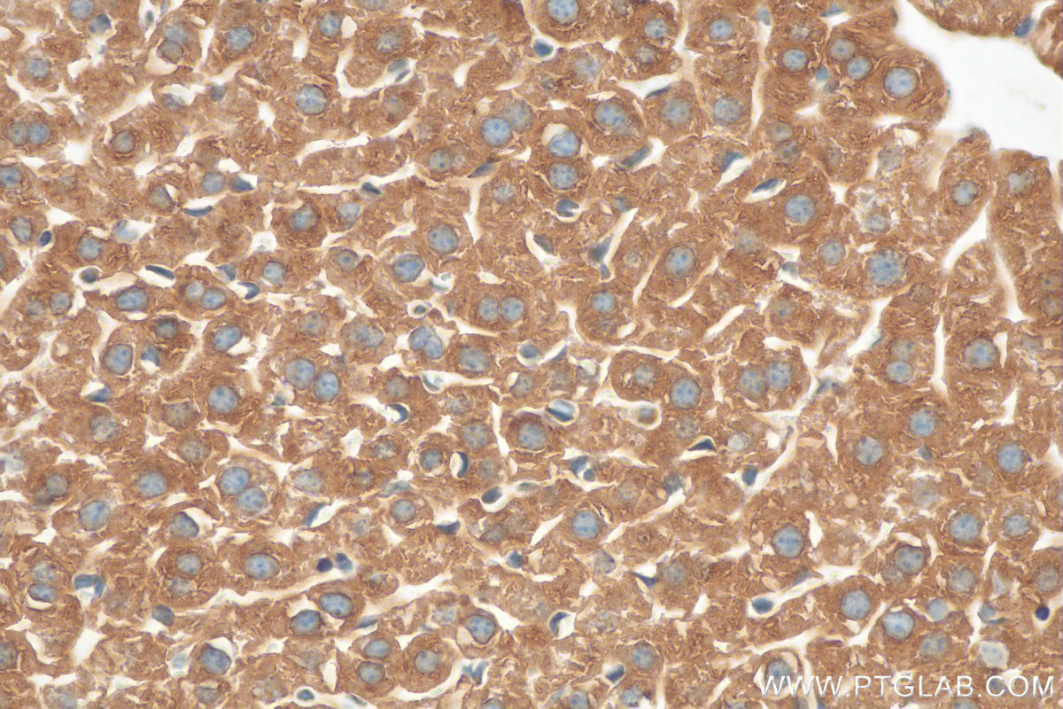 IHC staining of mouse liver using 20771-1-AP