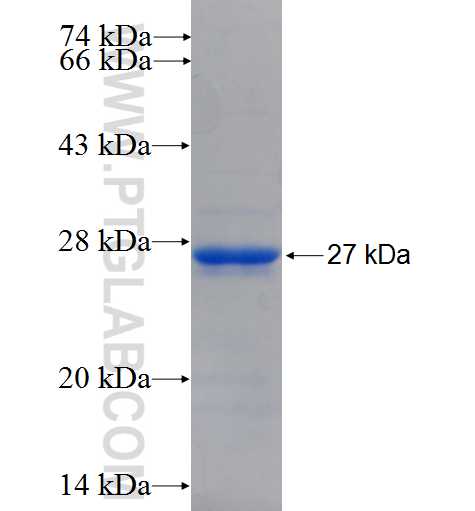 C14orf153 fusion protein Ag23878 SDS-PAGE