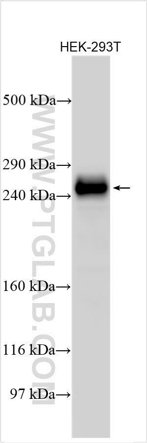 WB analysis using 30664-1-AP