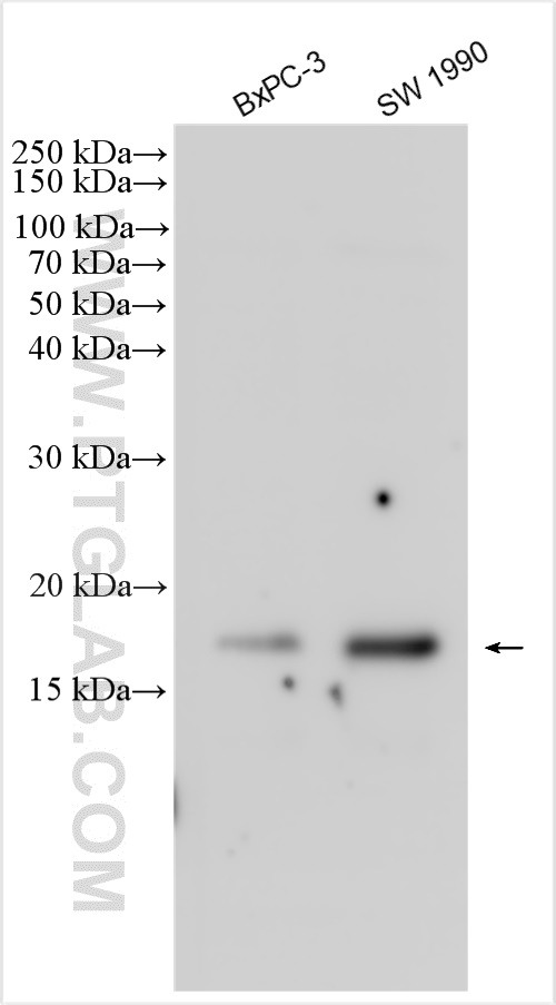 WB analysis using 30246-1-AP