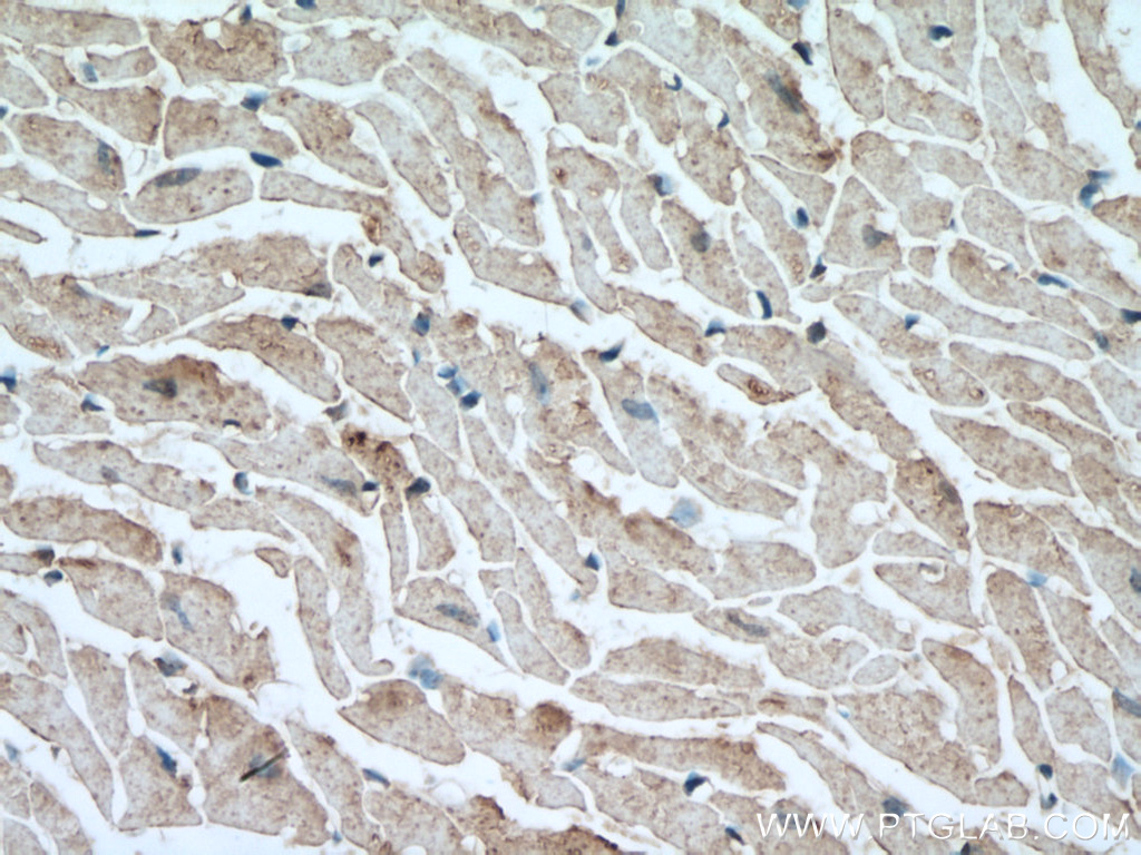 IHC staining of mouse heart using 10162-1-AP