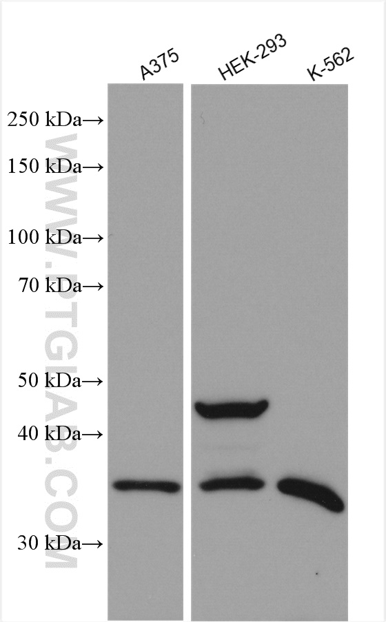 WB analysis using 10162-1-AP