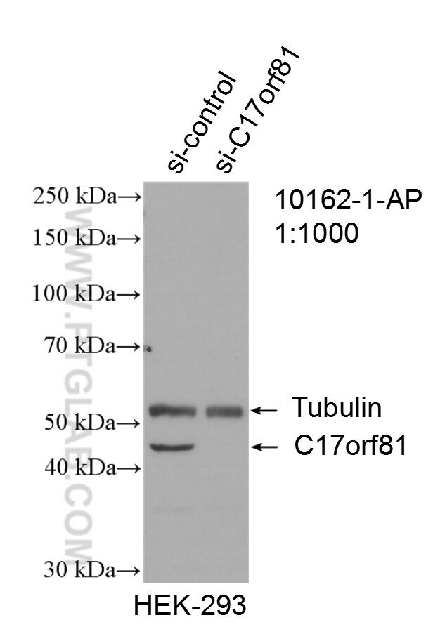 WB analysis of HEK-293 using 10162-1-AP