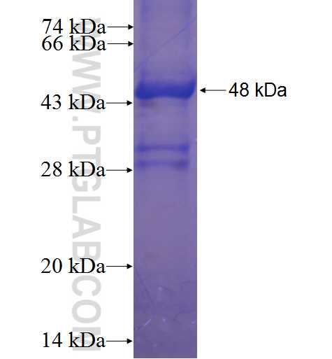 C19orf41 fusion protein Ag23676 SDS-PAGE