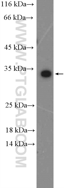 C19orf54