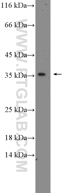 WB analysis of L02 using 26299-1-AP