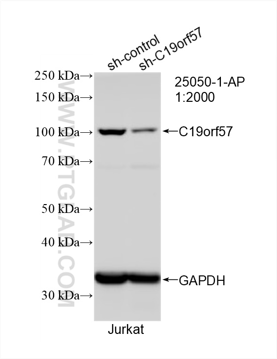 WB analysis of Jurkat using 25050-1-AP