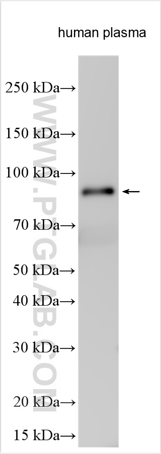 WB analysis using 17346-1-AP