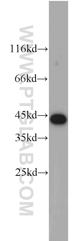 WB analysis of mouse testis using 12598-1-AP