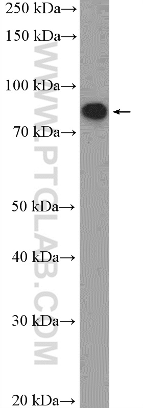 WB analysis of L02 using 26115-1-AP