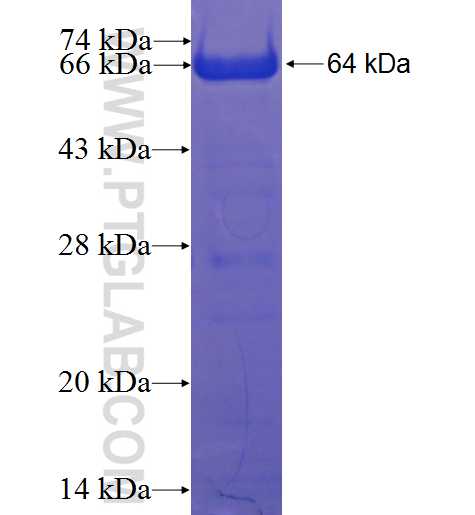 C1orf113 fusion protein Ag22644 SDS-PAGE