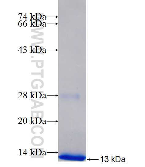 C1orf14 fusion protein Ag25701 SDS-PAGE