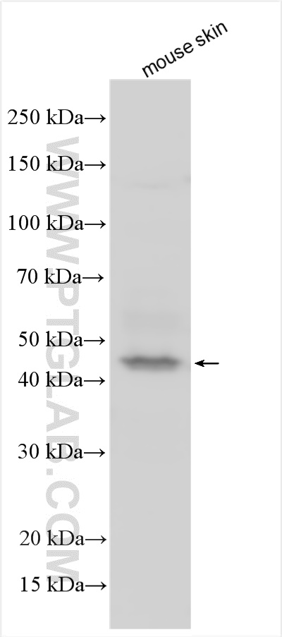 WB analysis using 24886-1-AP