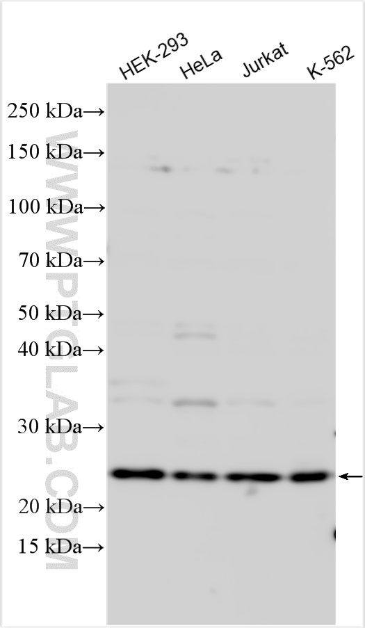 WB analysis using 20940-1-AP