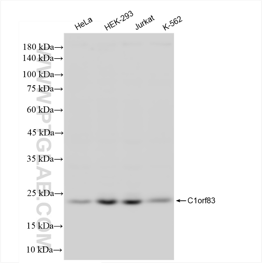 WB analysis using 83626-5-RR (same clone as 83626-5-PBS)