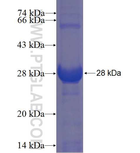 C1orf84 fusion protein Ag23572 SDS-PAGE