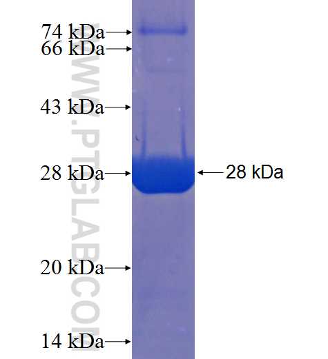 C1orf88 fusion protein Ag23174 SDS-PAGE