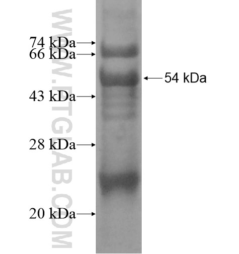 C1orf89 fusion protein Ag14357 SDS-PAGE