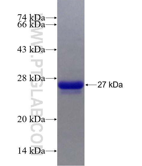 C1orf93 fusion protein Ag23788 SDS-PAGE