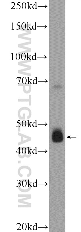 WB analysis of HepG2 using 25953-1-AP