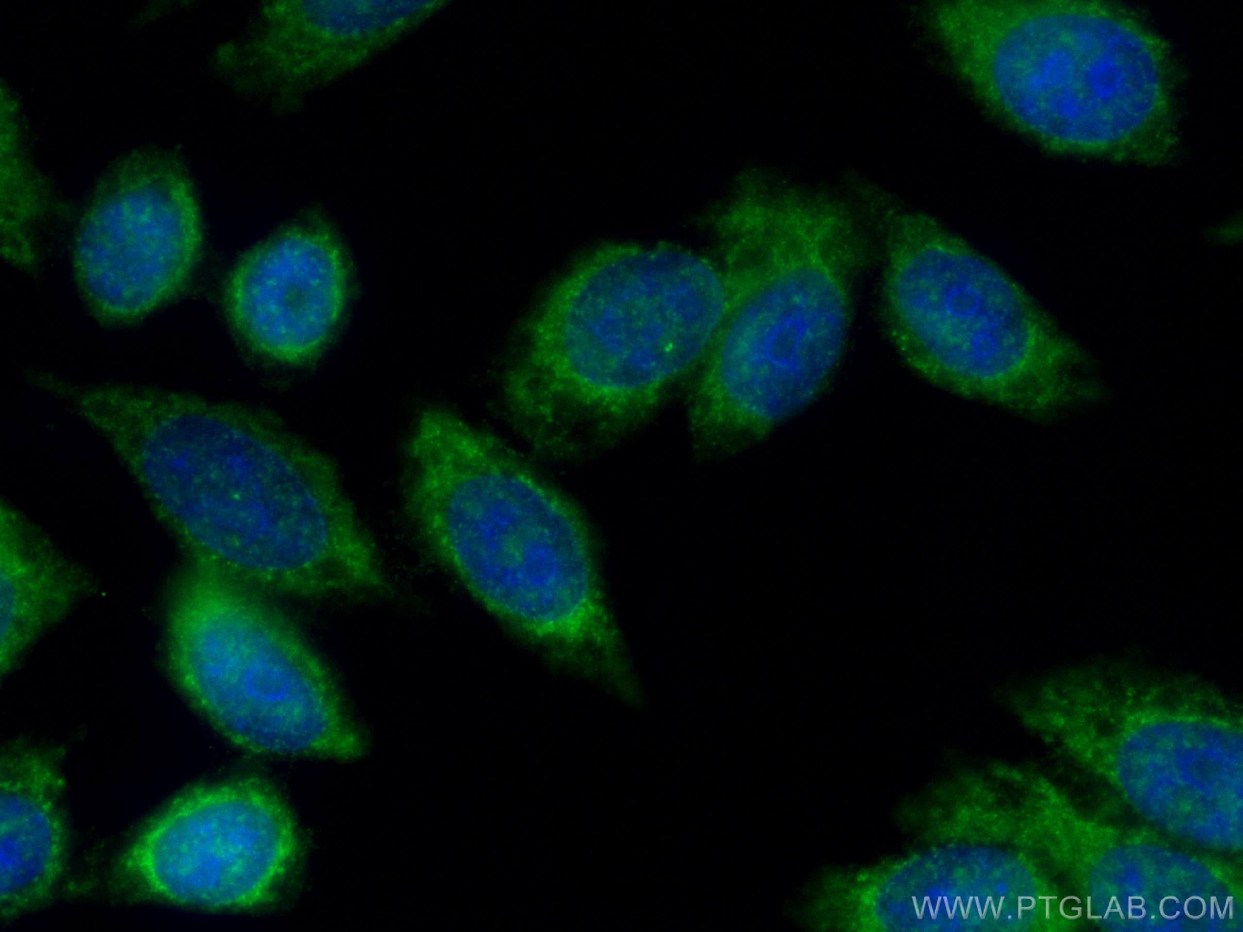 IF Staining of HepG2 using 25832-1-AP