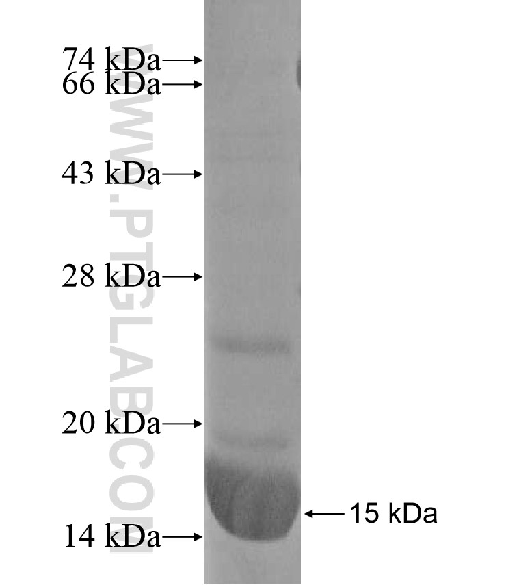 C21orf84 fusion protein Ag17200 SDS-PAGE