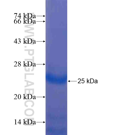 C2orf24 fusion protein Ag20750 SDS-PAGE