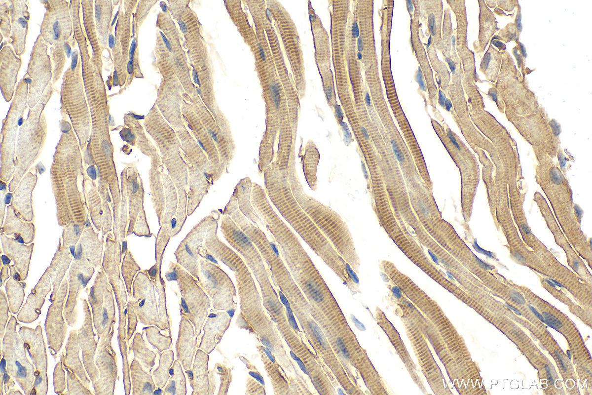 IHC staining of mouse heart using 24751-1-AP