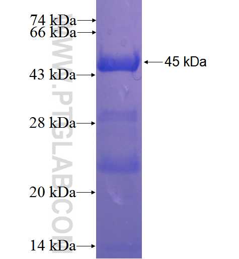 C2orf86 fusion protein Ag22720 SDS-PAGE