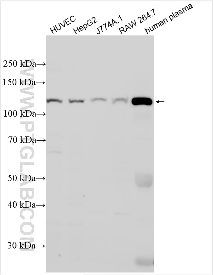 WB analysis using 66157-1-Ig