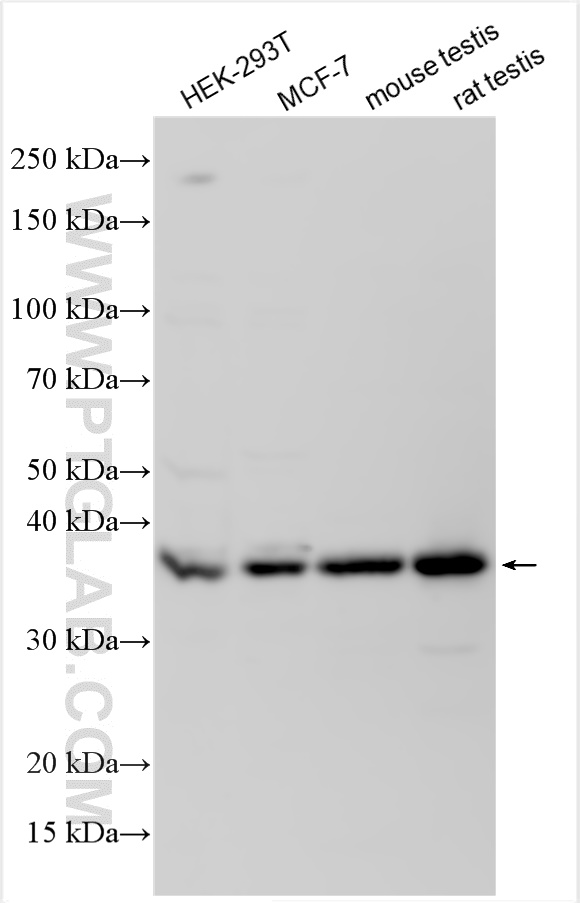 C3orf37