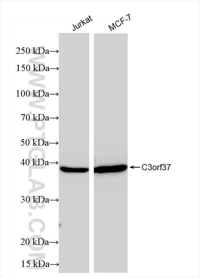 C3orf37