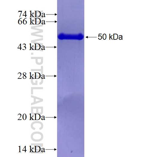 C4orf41 fusion protein Ag27096 SDS-PAGE