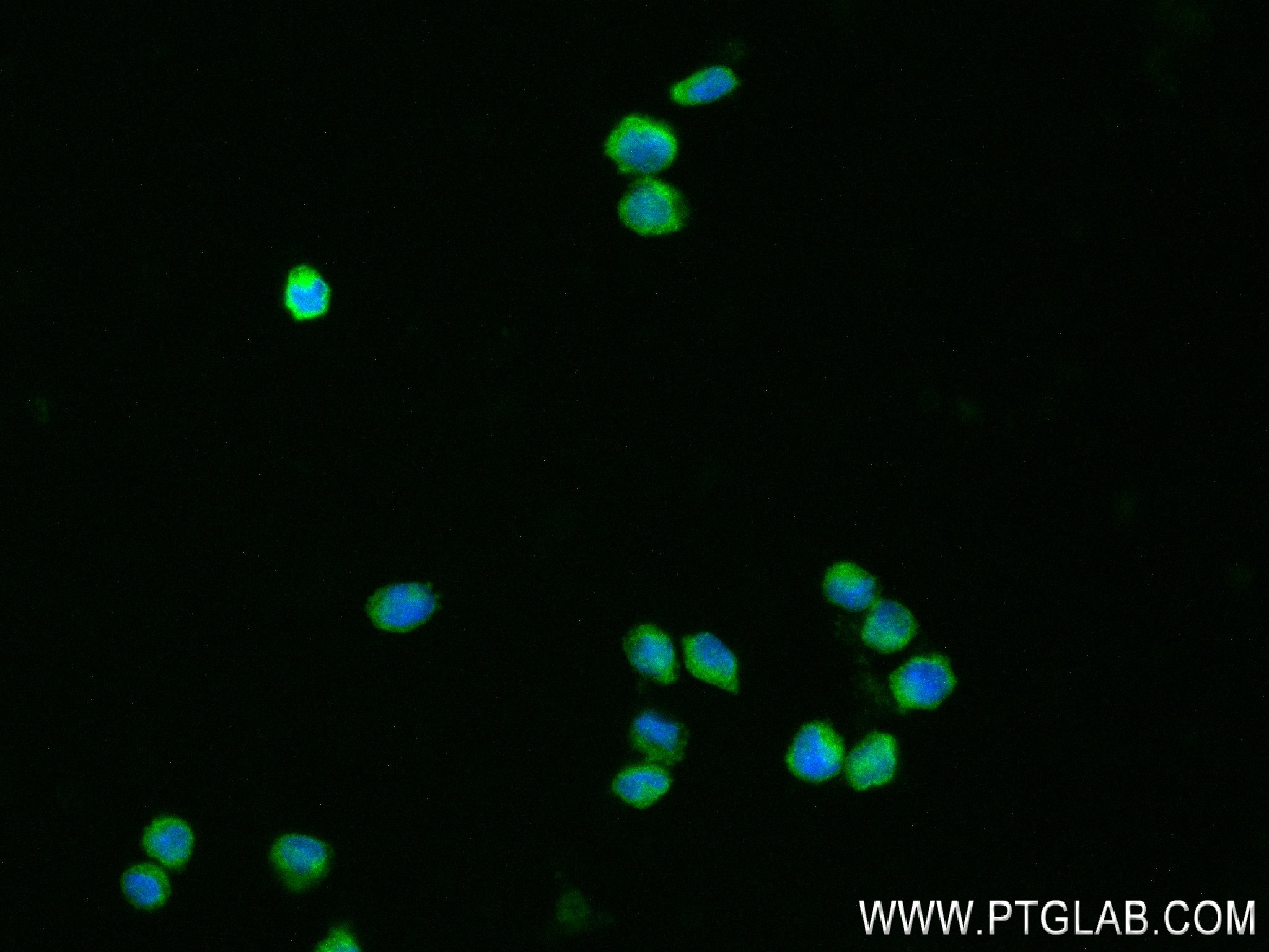 IF Staining of THP-1 using 84336-6-RR