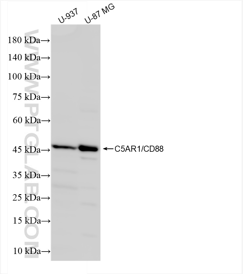 C5AR1/CD88