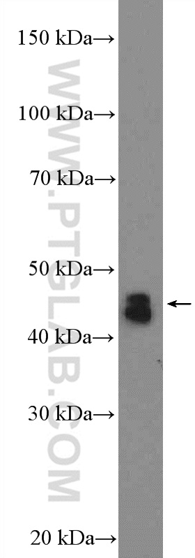 WB analysis of mouse liver using 26352-1-AP