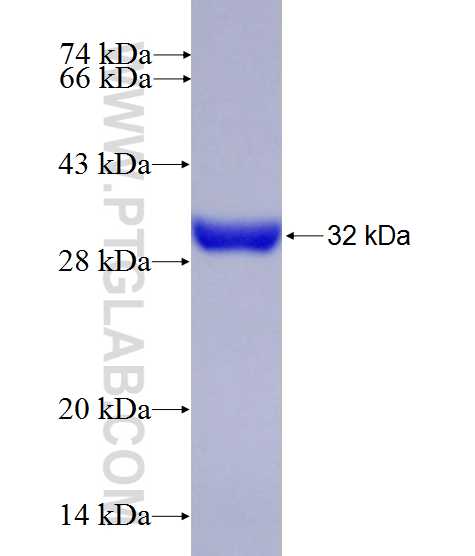 C5orf46 fusion protein Ag27263 SDS-PAGE