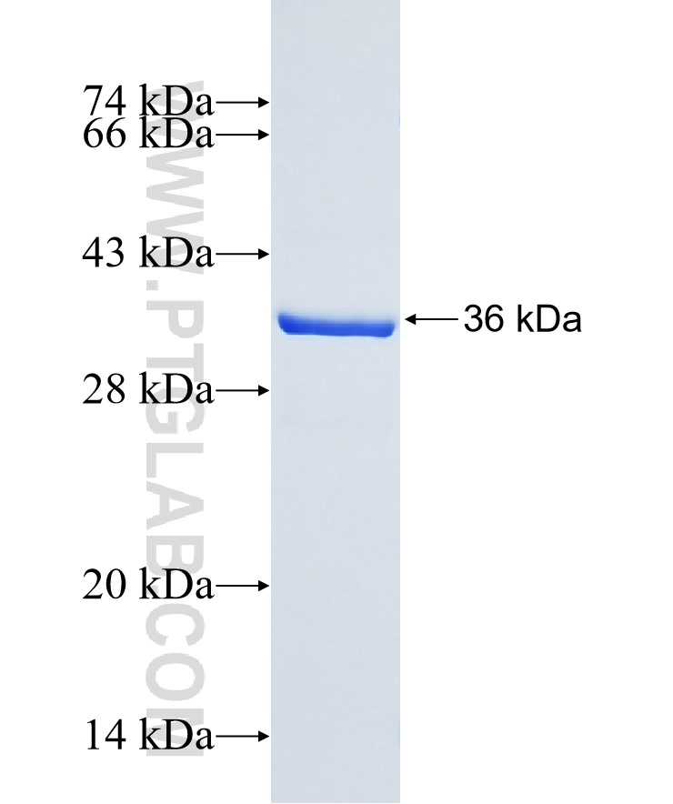 C6orf120 fusion protein Ag26815 SDS-PAGE