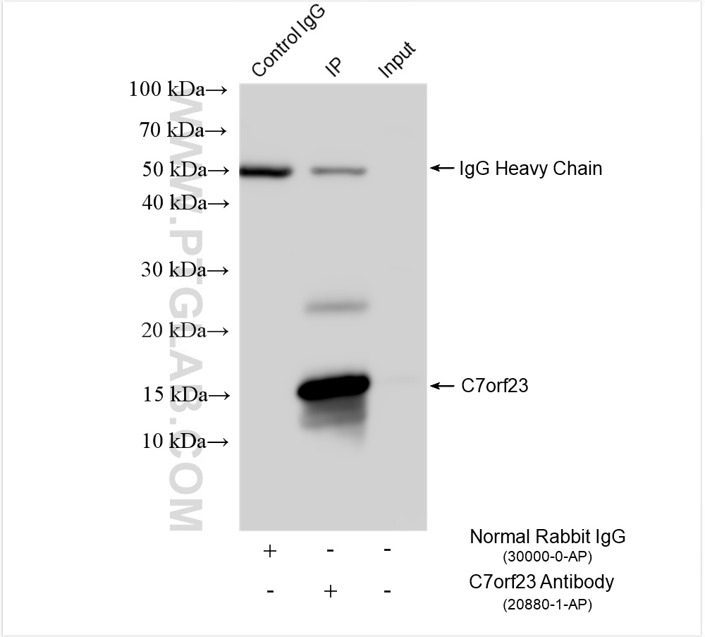 C7orf23