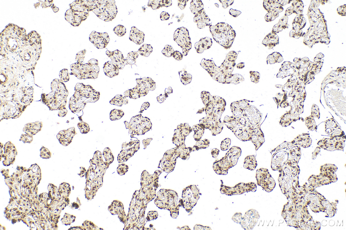 IHC staining of human placenta using 31921-1-AP