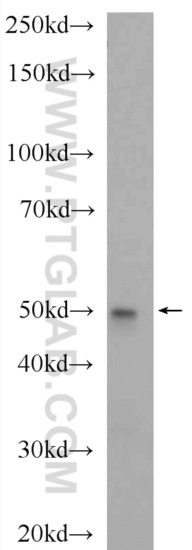 WB analysis of NIH/3T3 using 22159-1-AP (same clone as 22159-1-PBS)