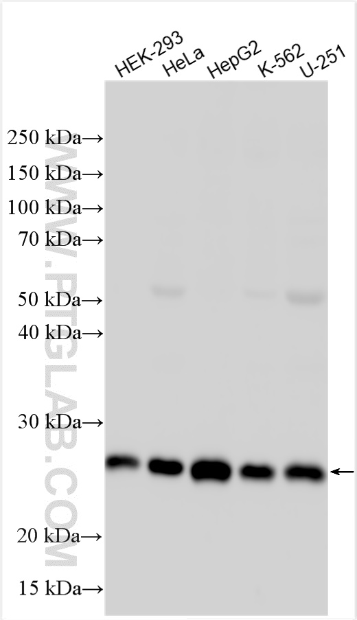 WB analysis using 22838-1-AP