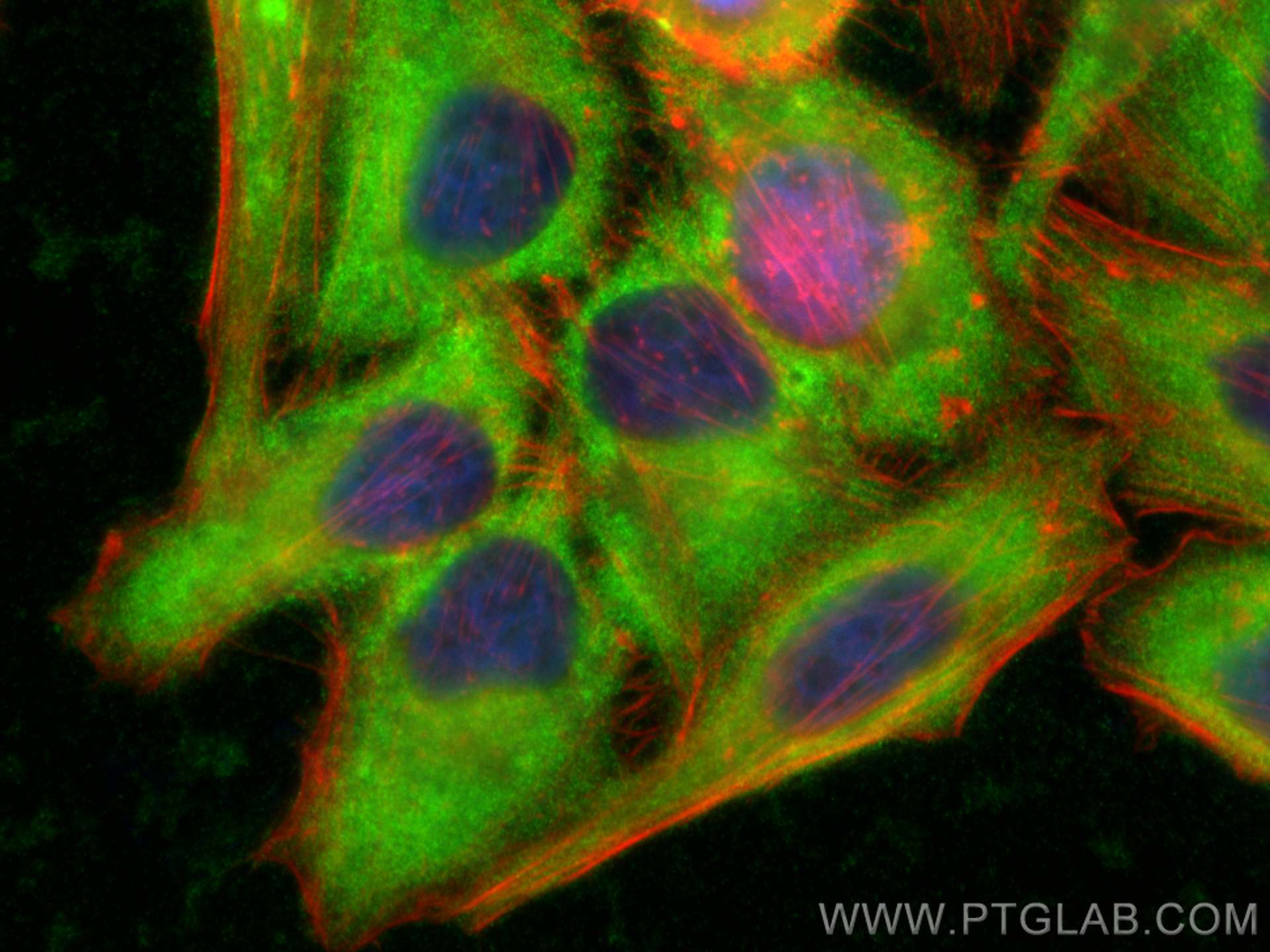 IF Staining of HepG2 using 23168-1-AP